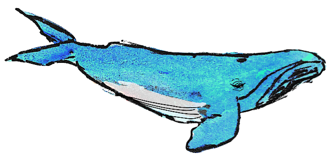 blue whale sticker